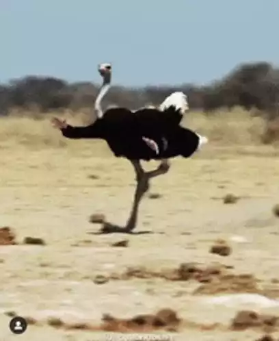 Ostrich with Human Arms: Notice Me Senpai Wait Up