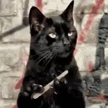 Bring It Satya: Sassy Cat with Nail File