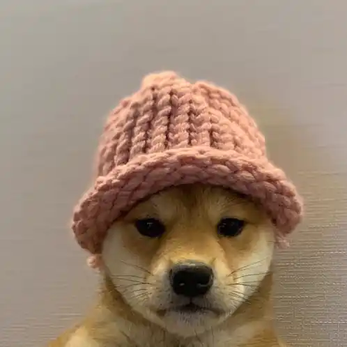 Dealwifit Dogwifhat Meme