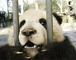 Happy Panda GIF